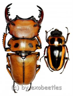 Homoderus mellyi  ( 55 – 59 ) 