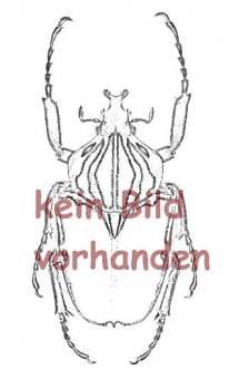 Odontolabis dalmanni ( mesodonte )  ( 70 – 74 ) 