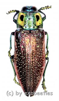 Lampropepla rothschildi  ( 45 – 49 ) 