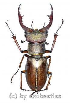 Lucanus formosus ( syno. L.cyclommatoides )  ( 35 – 39 ) 