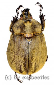 Lycomedes buckleyi  ( 30 – 34 ) 