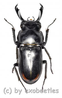 Macrodorcus ( Pogonodorcus ) bisignatus giselae  ( 35 – 39 ) 
