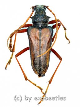 Mastododera spec.  ( 20 - 24 )  A2 