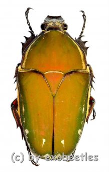 Mecynorrhina torquata immaculicollis ( roetliche var. )  ( 60 – 64 ) 