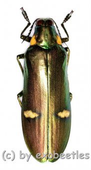 Megaloxantha bicolor othanii  ( 55 – 59 )  A2 