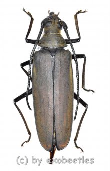 Megopis sinica  ( 40 – 44 ) 