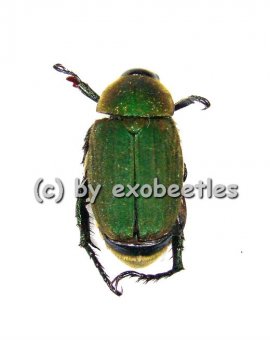 Melolonthidae spec. #11 ( grün )  ( 10 - 14 ) 