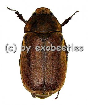 Melolonthidae spec. #13  ( 30 - 35 )  A2 