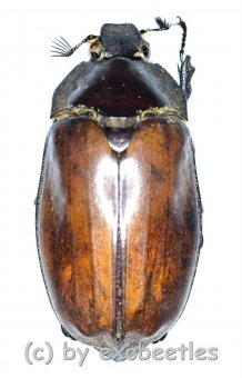 Melolonthidae spec. #16  ( 30 – 34 ) 