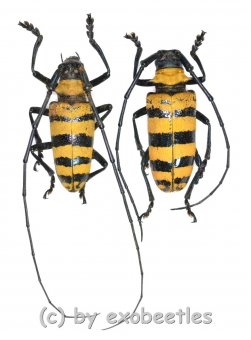 Nemophas grayi  ( M 30 - 34 )  A1- 