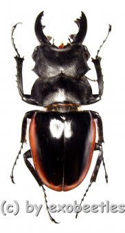 Odontolabis cuvera ssp.fallaciosus ( mesodonte )  ( 60 - 64 ) 