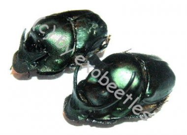 Onthophagus mouhoti  ( M 15 – 19 ) 