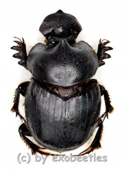 Onthophagus spec.  ( 15 – 19 )  A2 