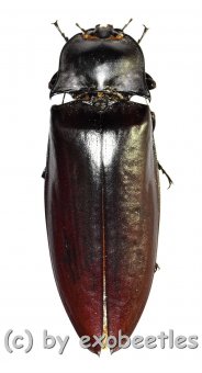 Oxynopterus audouini  ( 60 – 74 )  A2 