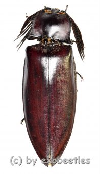 Oxynopterus audouini  ( 55 – 59 ) 