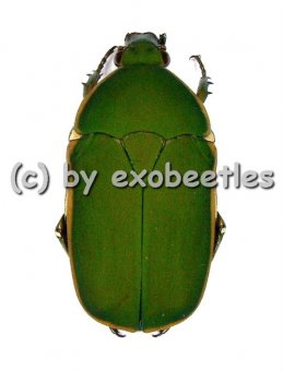 Pachnodella ( Marmylidia ) marginella  ( 20 - 24 ) 