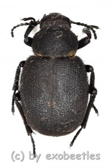 Pachysalis villosa  ( 15 - 19 ) 