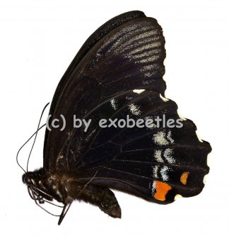 Papilio aegeus ormenus 