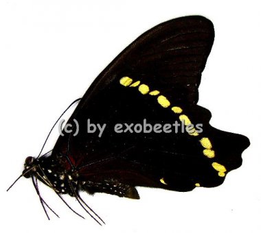Papilio bromius bromius  A2 