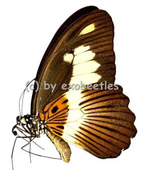 Papilio cynorta 