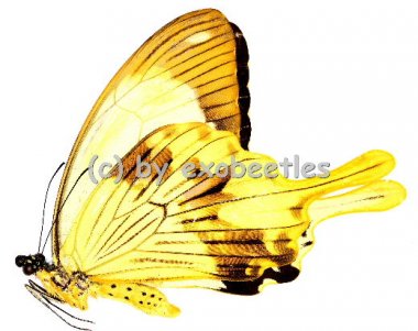 Papilio dardanus  A1/A- 