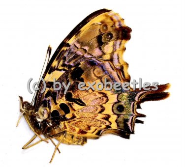 Papilio ( Antanartia ) delius  A2 
