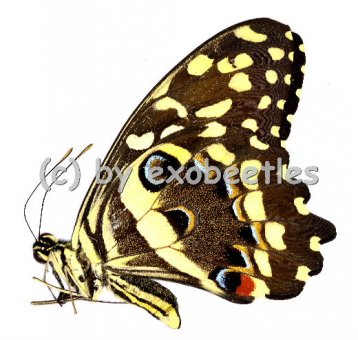 Papilio demodocus 