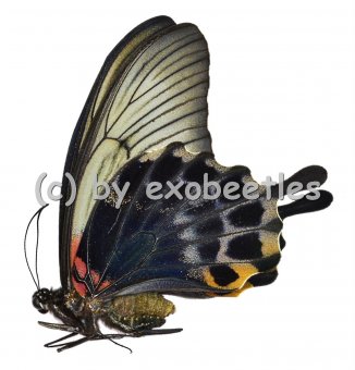 Papilio lowi suffusus 