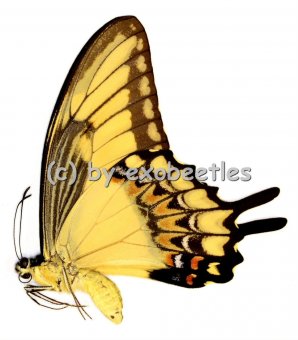 Papilio lycophron  A1- 