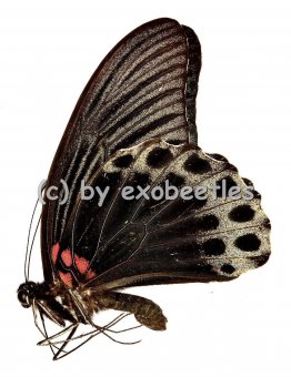 Papilio memnon  A2 