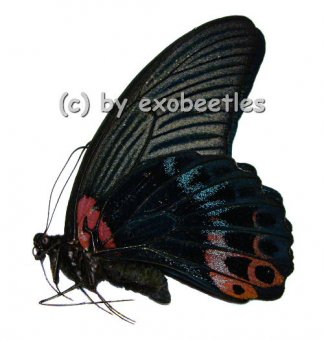Papilio memnon agenor  A1- 