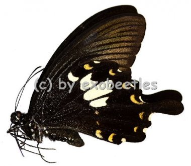 Papilio nephelus chaon  A1- 