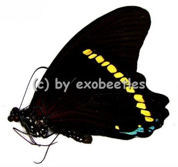 Papilio nireus  A2 