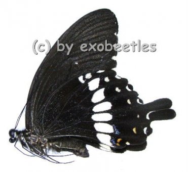Papilio polytes romulus  A2 