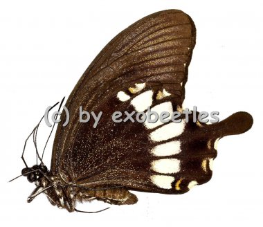 Papilio prexaspes pitmani  A2 