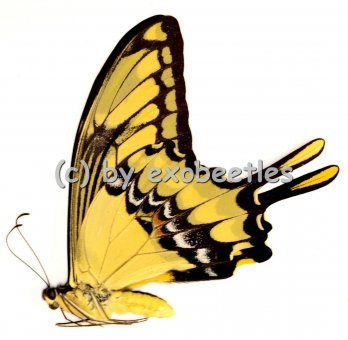 Papilio thoas  A1- 