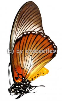 Papilio zalmoxis  A2 