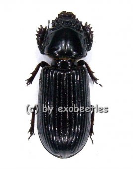 Passalidae spec. #2 ( schwarz ) 