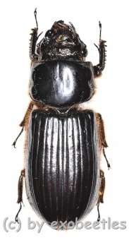 Passalidae spec. #4  ( 40 – 44 ) 