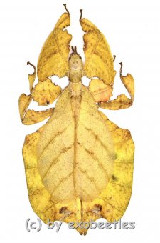 Phyllium bioculatum f.pulchrifolium ( gelbe var. )  ( 80 – 84 ) 
