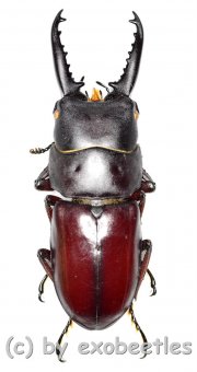 Prosopocoilus ( Prosopocoilus ) denticulatus  ( 25 - 29 ) 