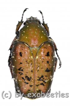 Pseudinca camerounensis  ( 20 – 29 ) 