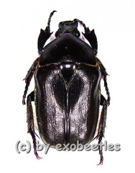 Pseudotorynorrhina japonica ( schwarze var. )  ( 25 – 29 ) 