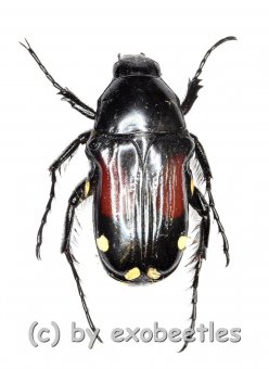 Pygora ornata  ( 15 – 19 ) 
