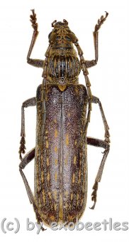Rhytidodera bowringii  ( 35 - 39 )  A2 