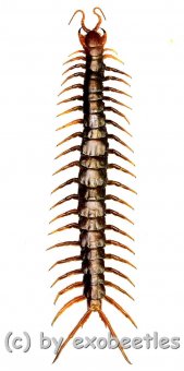 Scolopendra subspinipes  ( 115 – 119 )  A1- 