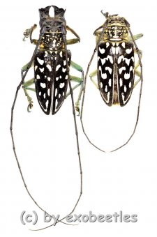Stellognatha maculata  ( M 30 – 39 )  A1- 