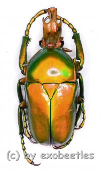 Taurhina ( Taurhina ) longiceps chrysocephala  ( 25 – 34 ) 