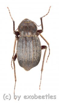 Tenebrionidae spec. #18  ( 15 – 19 ) 