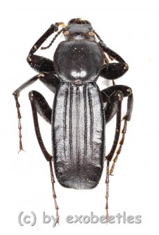 Tenebrionidae spec. #21  ( 20 – 29 )  A2 
